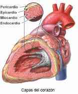 anatomia-corazon