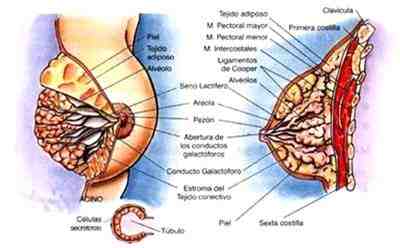 anatomia-mama