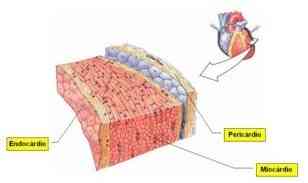 anatomia-microscopica-corazon