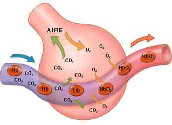 intercambio-gases-pulmonar-alveolos