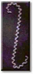 Leptospira