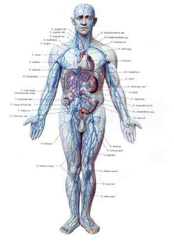 anatomia-sistema-venoso flebotomia-anatomia-sistema-venoso