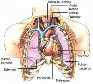 anatomia-torax-dolor-toracico