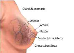 glandula-mamaria-anatomia