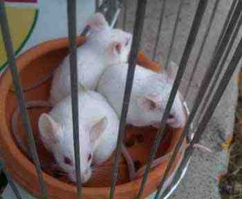 ratones-laboratorio