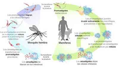 leishmania-ciclo-vital