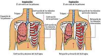 fisiologia-respiracion-diafragma