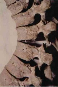 anatomia-columna-vertebral