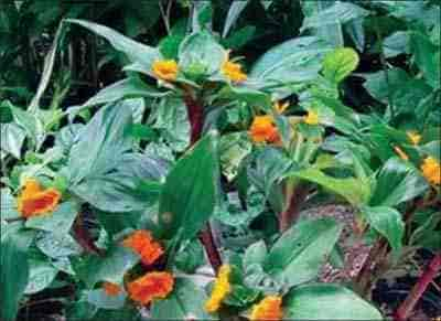 Costus igneus. La planta de insulina