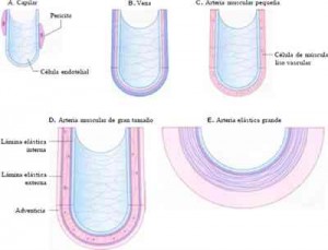 envejecimiento-vascular
