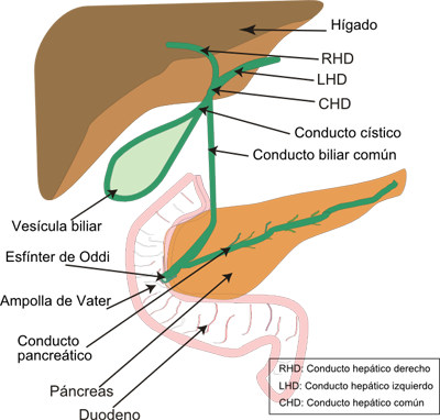 Pancreatitis aguda